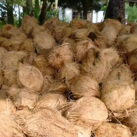 Semi Husk Coconut